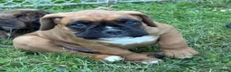 Boxer dogs for sale: Munich - Ad 14