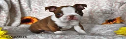 Boston Terrier dogs for sale: Curious George - Ad 3