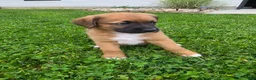 Mixed Breed dogs for sale: Mia - Ad 5