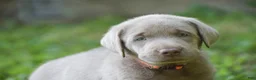 Labrador Retriever dogs for sale: Bear - Ad 7