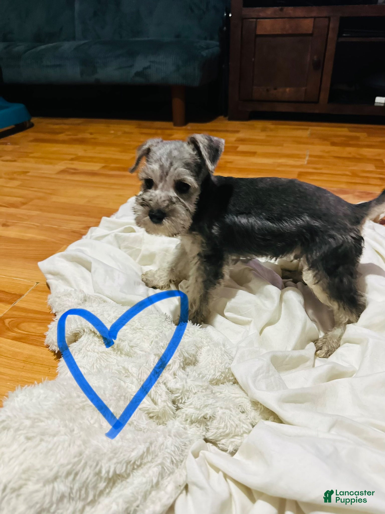 Standard Schnauzer dogs Standard Schnauzer Puppy 1 - Ad 1