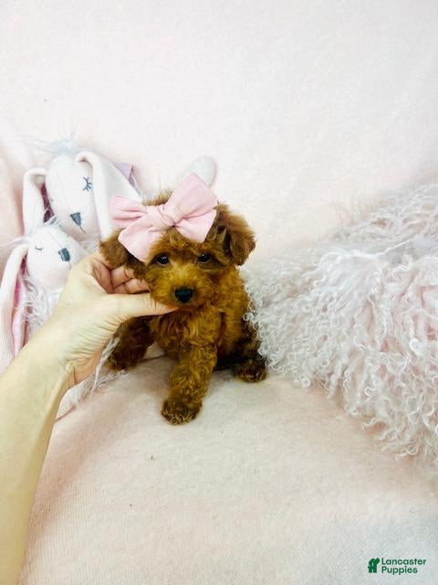 Toy Poodle dogs Toy Poodle Puppy 1 - Ad 30