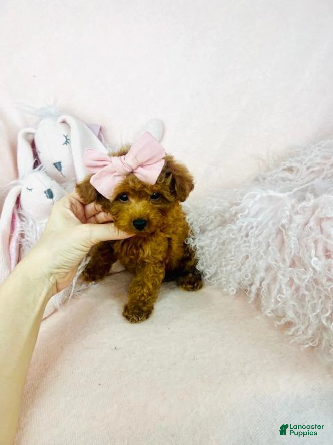 Toy Poodle dogs for sale: Toy Poodle Puppy 1 - Ad 1