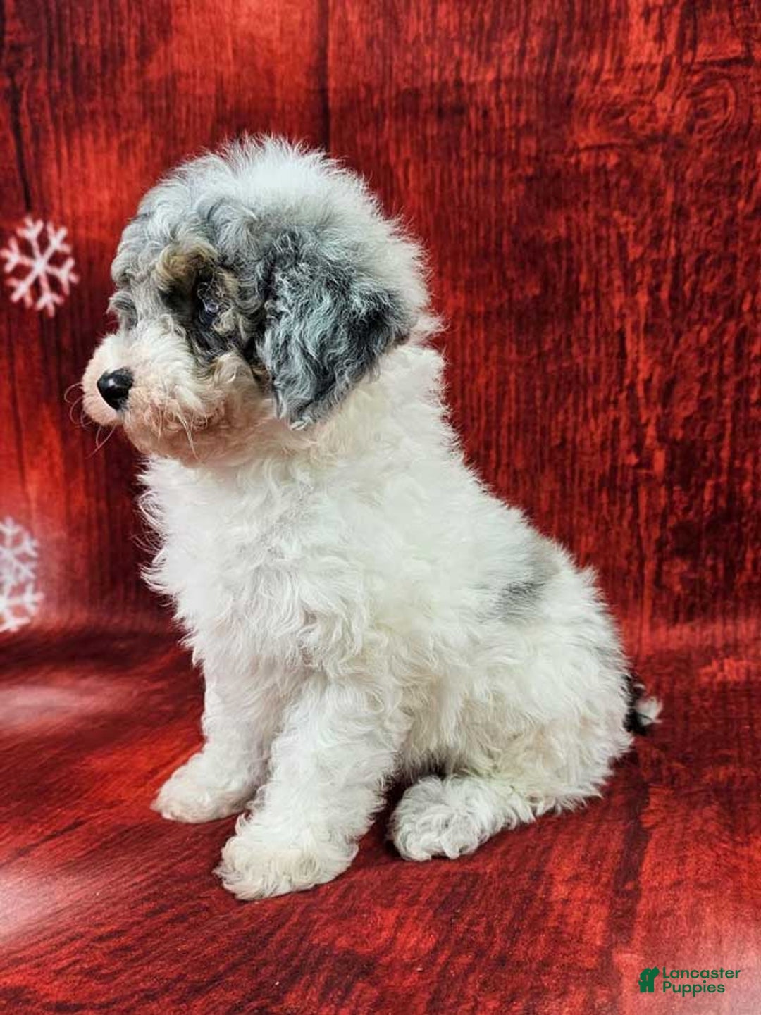 Miniature Poodle dogs for sale: Crosby - Ad 3