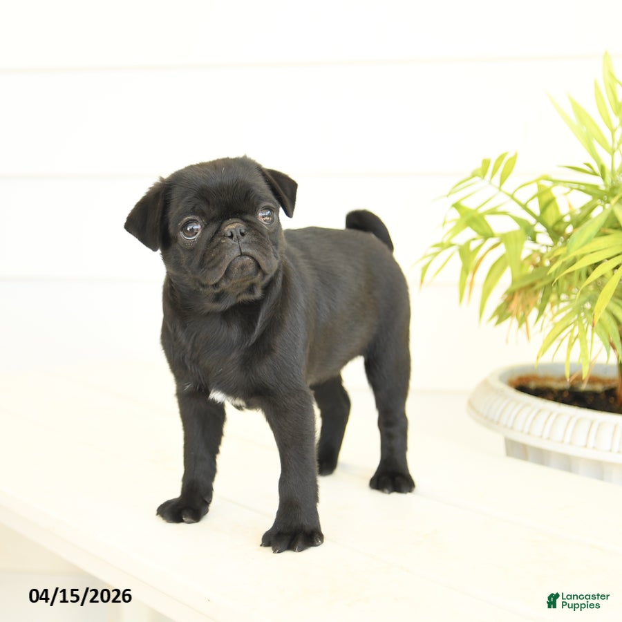 Pug dogs Pansy - Ad 2