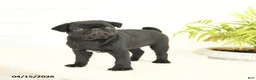 Pug dogs for sale: Pansy - Ad 2