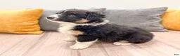 Australian Shepherd dogs for sale: Luna - Ad 4