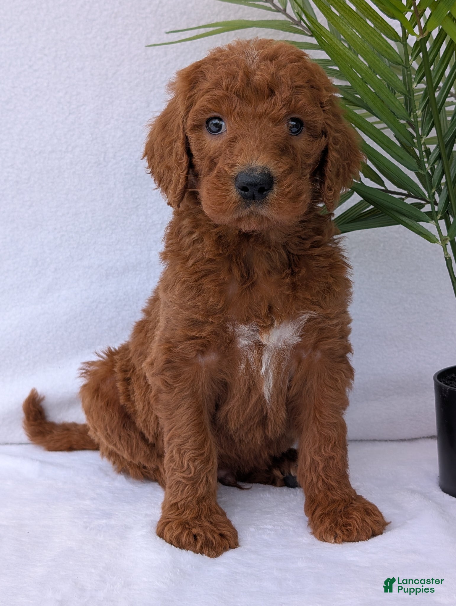 Goldendoodle dogs River - Ad 3