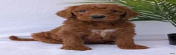 Goldendoodle dogs for sale: River - Ad 1