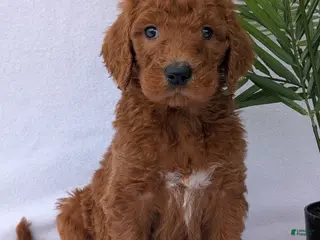 Goldendoodle dogs River - Ad 3