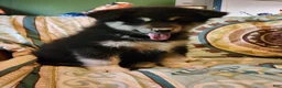 Alaskan Malamute dogs for sale: Alaskan Malamute Puppy 1 - Ad 3