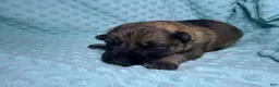 German Shepherd dogs for sale: Daisy - Ad 56