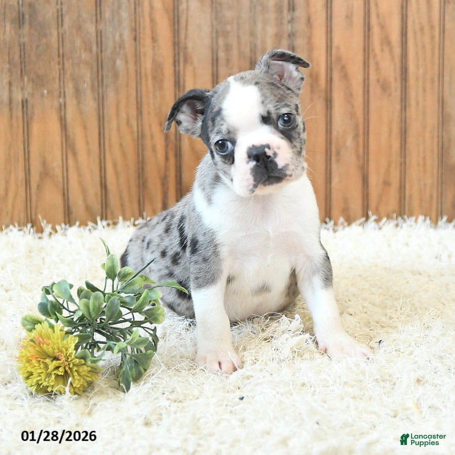 Boston Terrier dogs Maverick - Ad 1