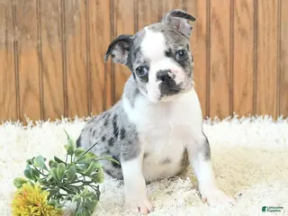 Boston Terrier dogs Maverick - Ad 1