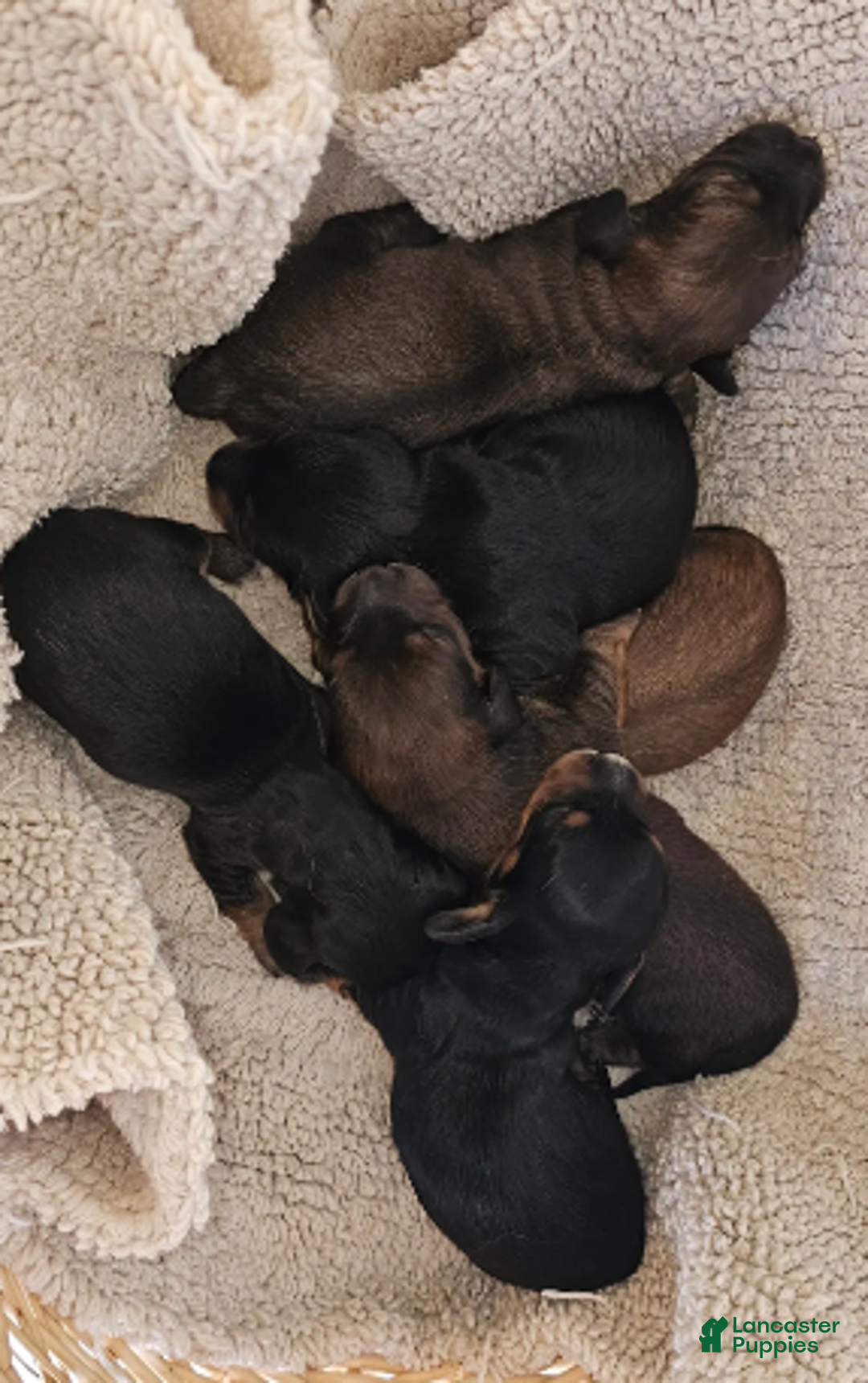 Miniature Dachshund dogs for sale: Elvis Long-haired - Ad 3