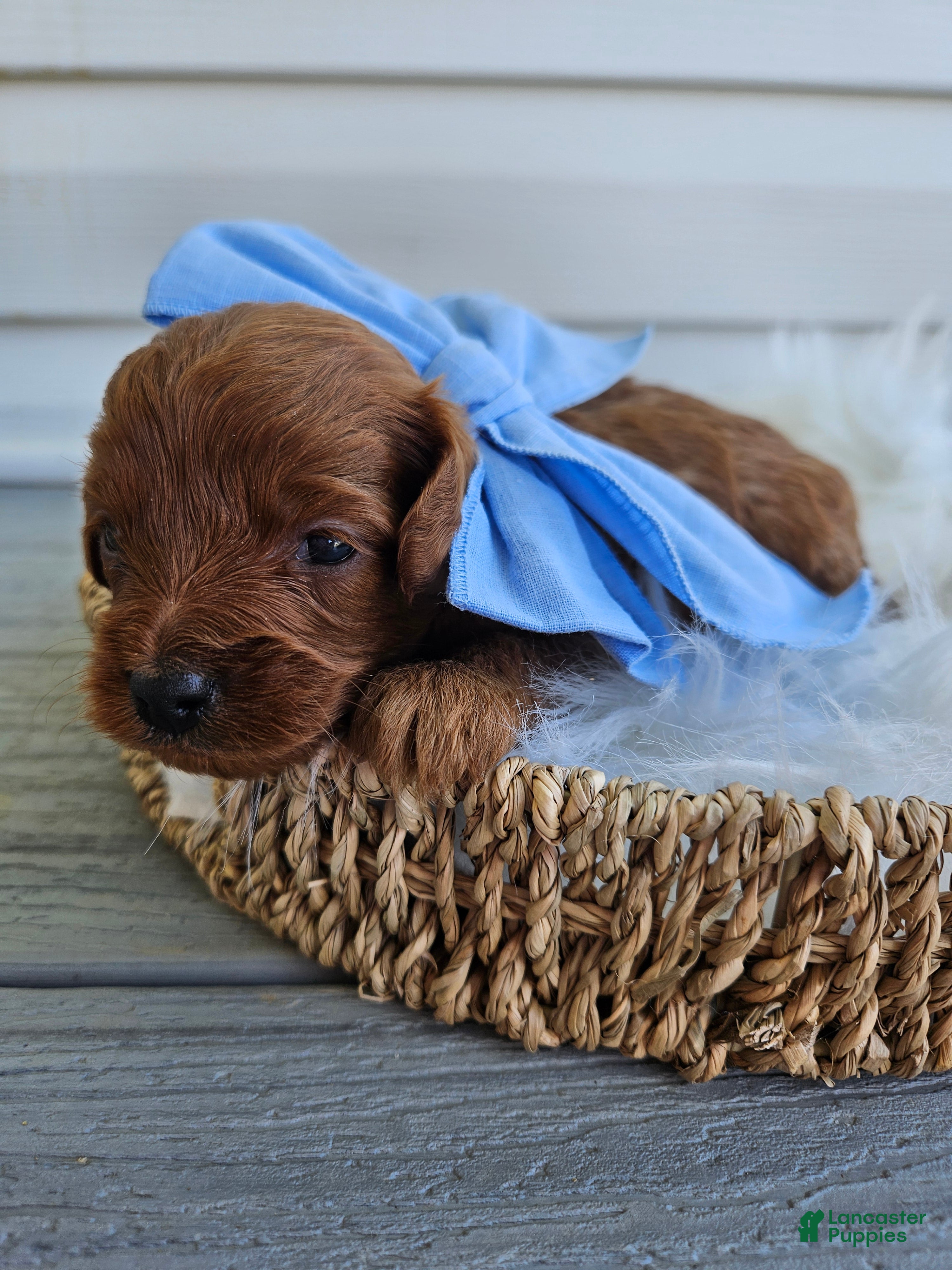 Cavapoo dogs Cheif - Ad 31