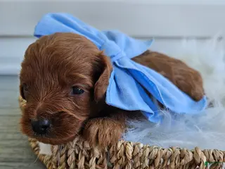 Cavapoo dogs Cheif - Ad 31