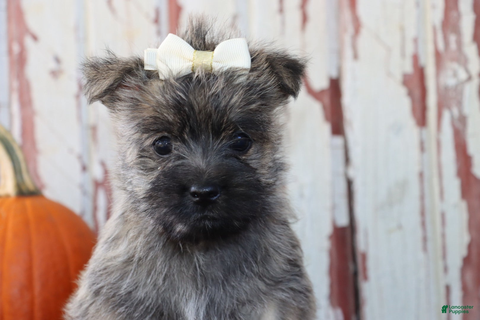 Cairn Terrier dogs Chloe - Ad 1