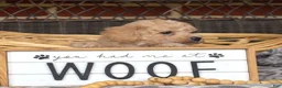 Bichpoo dogs for sale: Coach - Ad 11