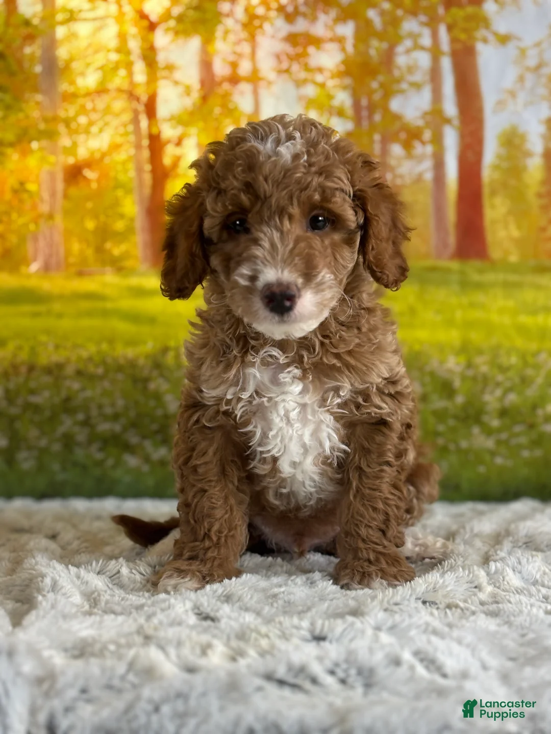 Mini Goldendoodle dogs for sale: Murphy - Ad 1