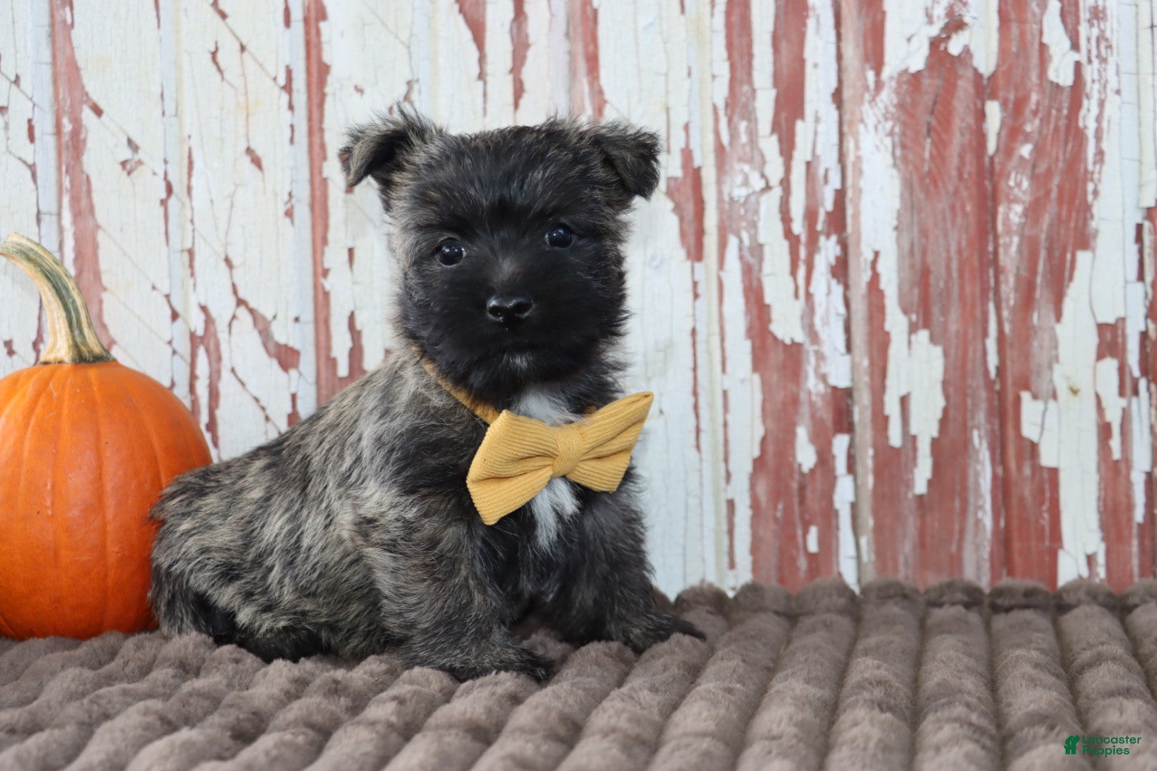 Cairn Terrier dogs Cleo - Ad 1