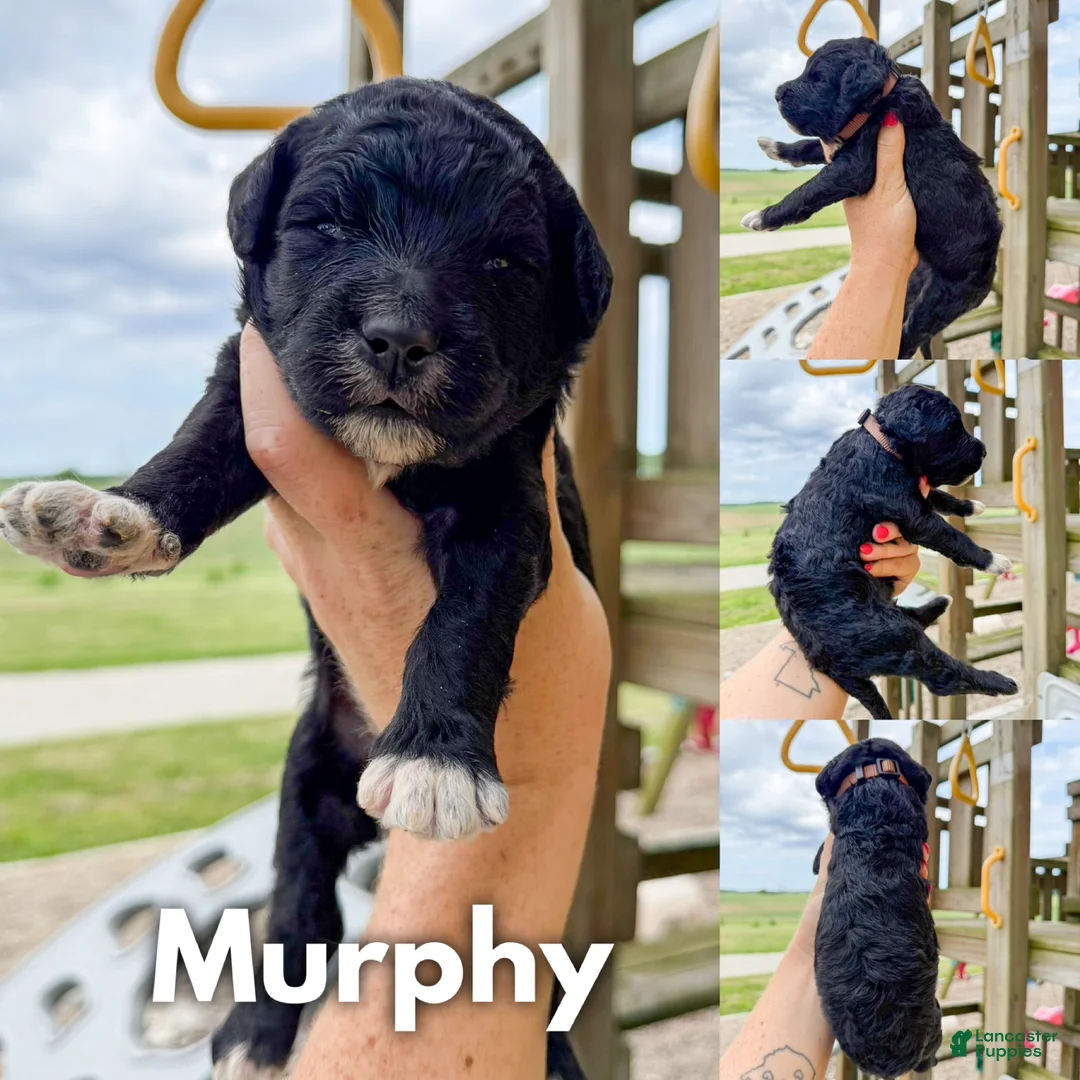 Goldendoodle dogs for sale: Murphy - F1b - Ad 1