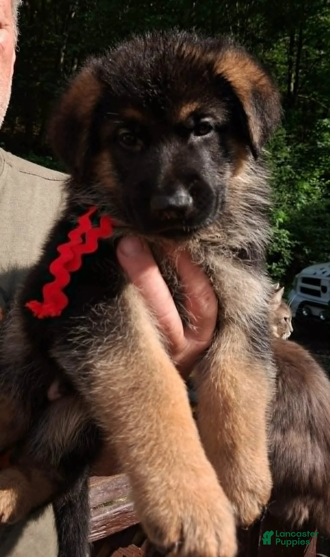 German Shepherd dogs for sale: Male Red Ribbon - Ad 1