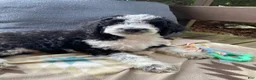 Aussiedoodle dogs for sale: Aussiedoodle 4 - Ad 3