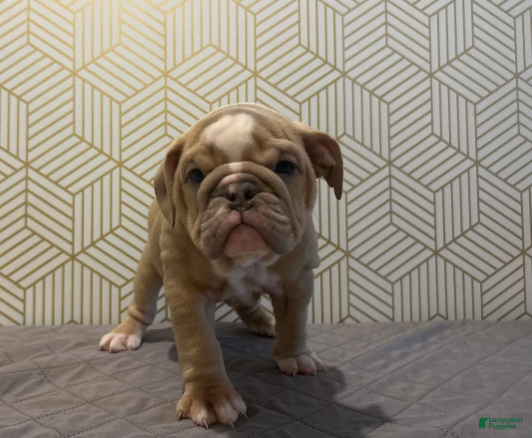 English Bulldog dogs for sale: Willow - Ad 9