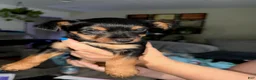 Yorkshire Terrier dogs for sale: Mario - Ad 1