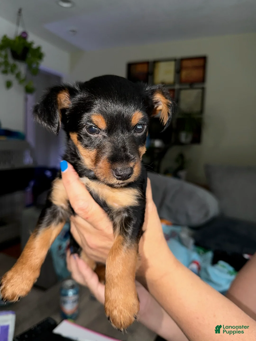 Yorkshire Terrier dogs for sale: Mario - Ad 1