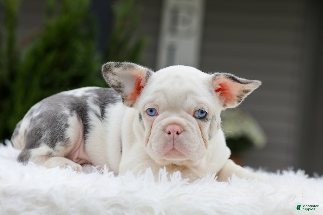 French Bulldog Puppies for sale Lancaster Puppies