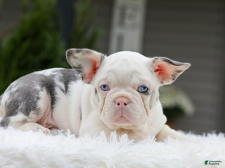 French Bulldog dogs - Ad 25