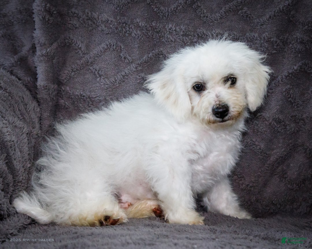 Bichon Frise dogs for sale: Jasper - Ad 8