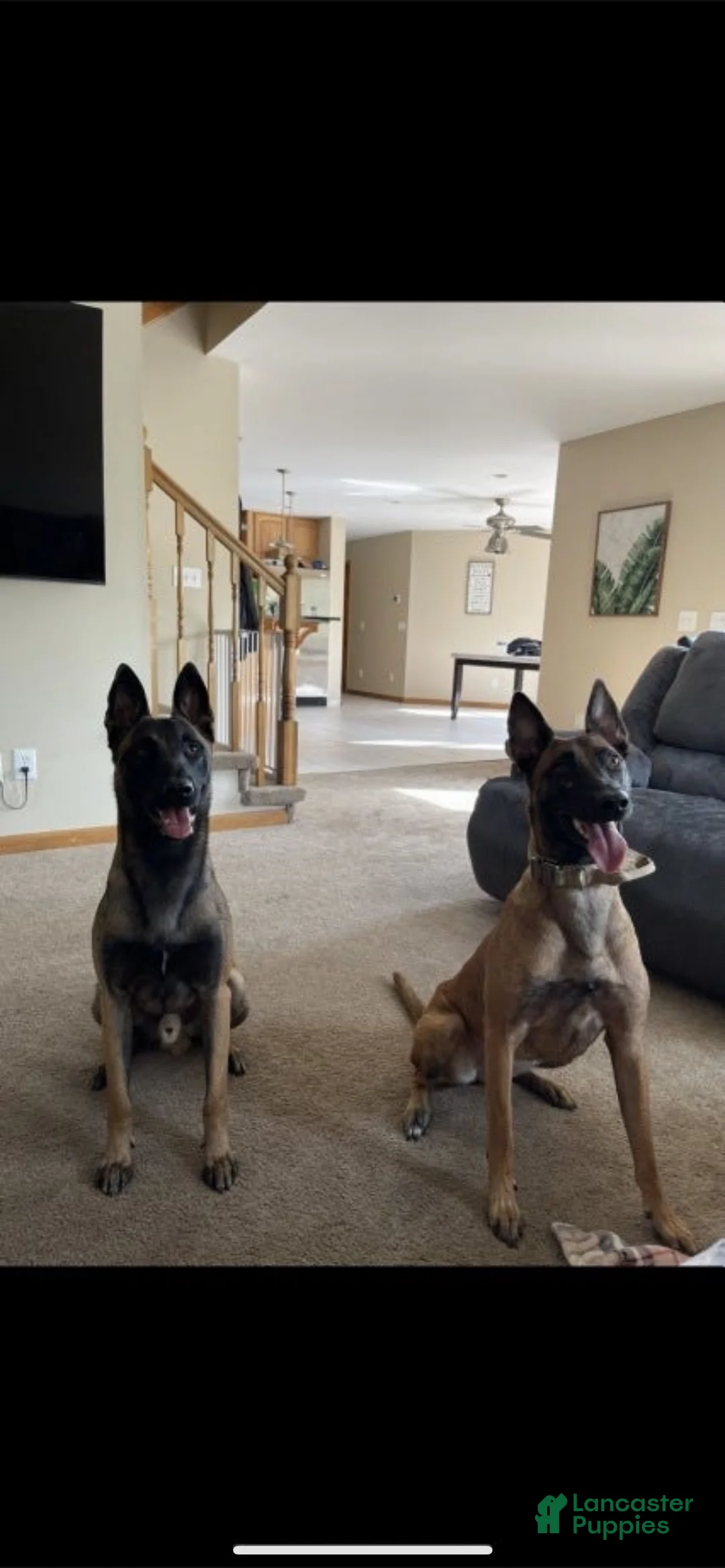 Belgian Malinois dogs for sale: Belgian Malinois 1 - Ad 7