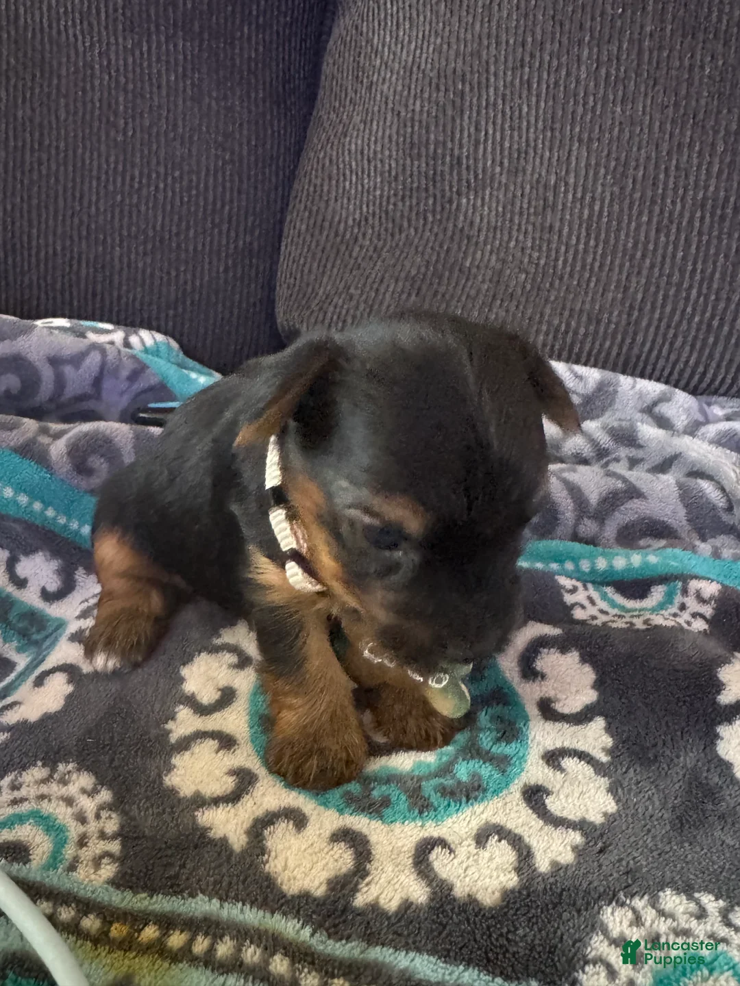 Yorkshire Terrier dogs for sale: Duke, beige collar - Ad 8
