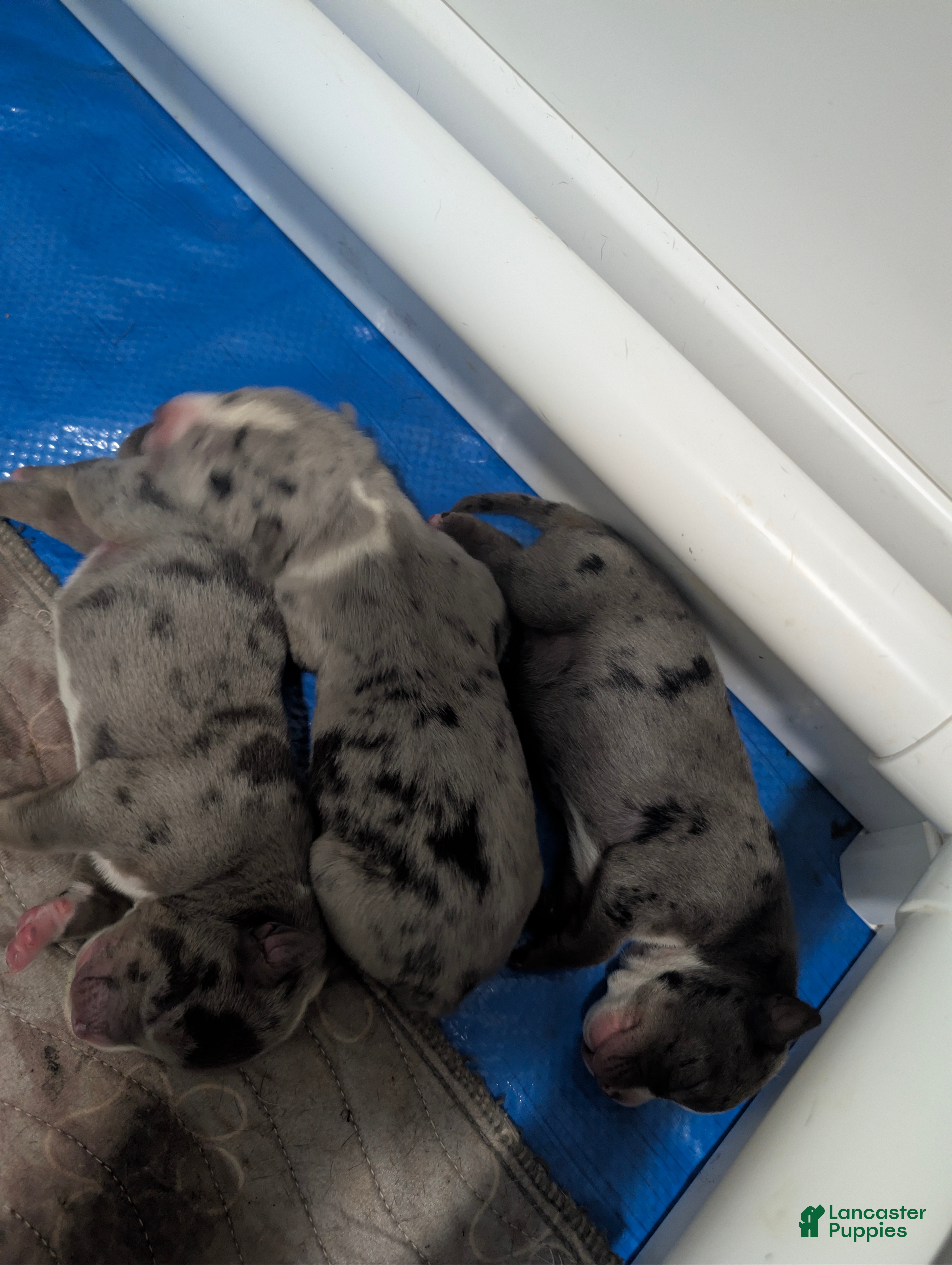 American Bully dogs American Bully Puppy 3 - Ad 29