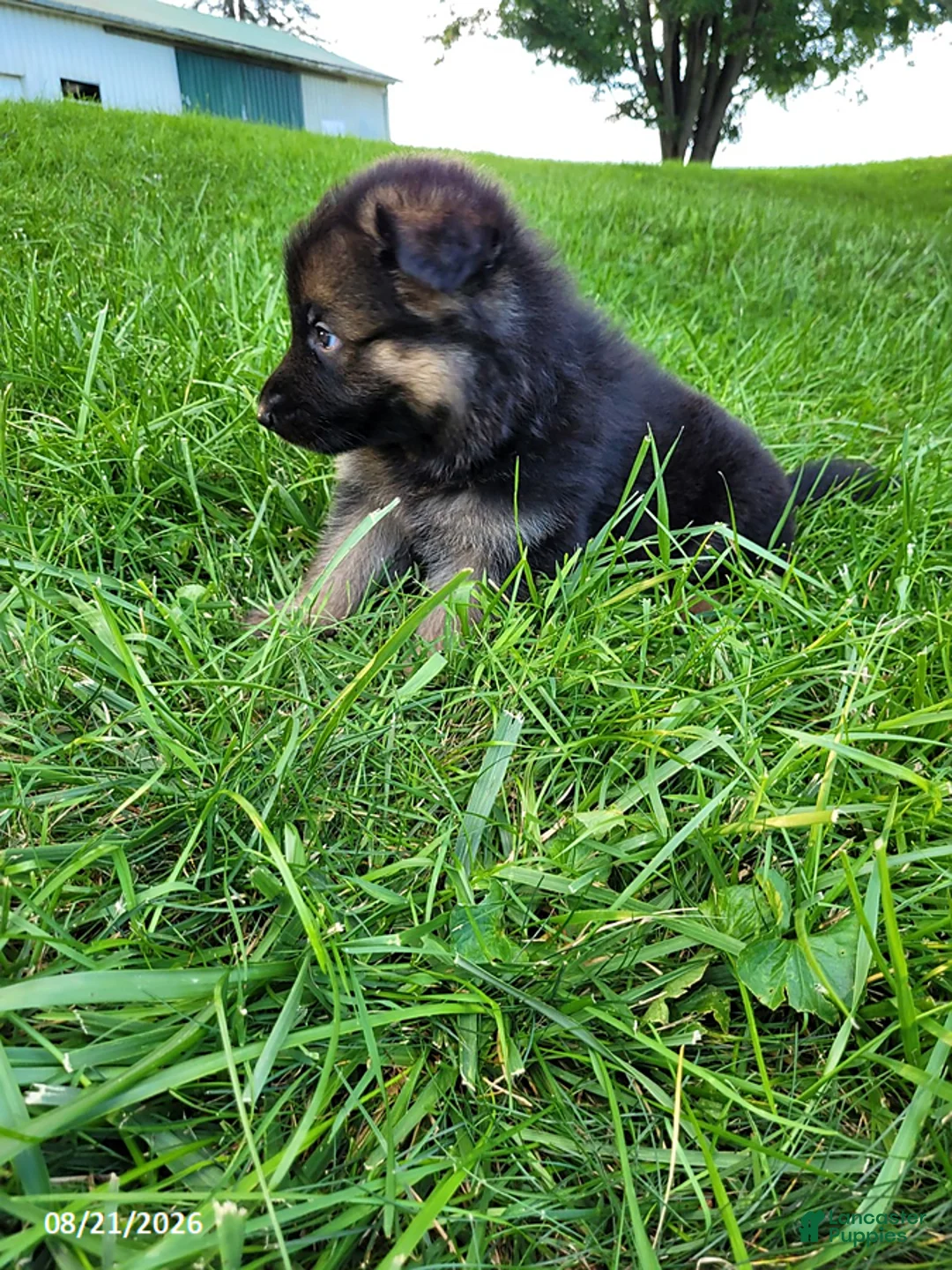 German Shepherd dogs for sale: Dallas - Ad 4