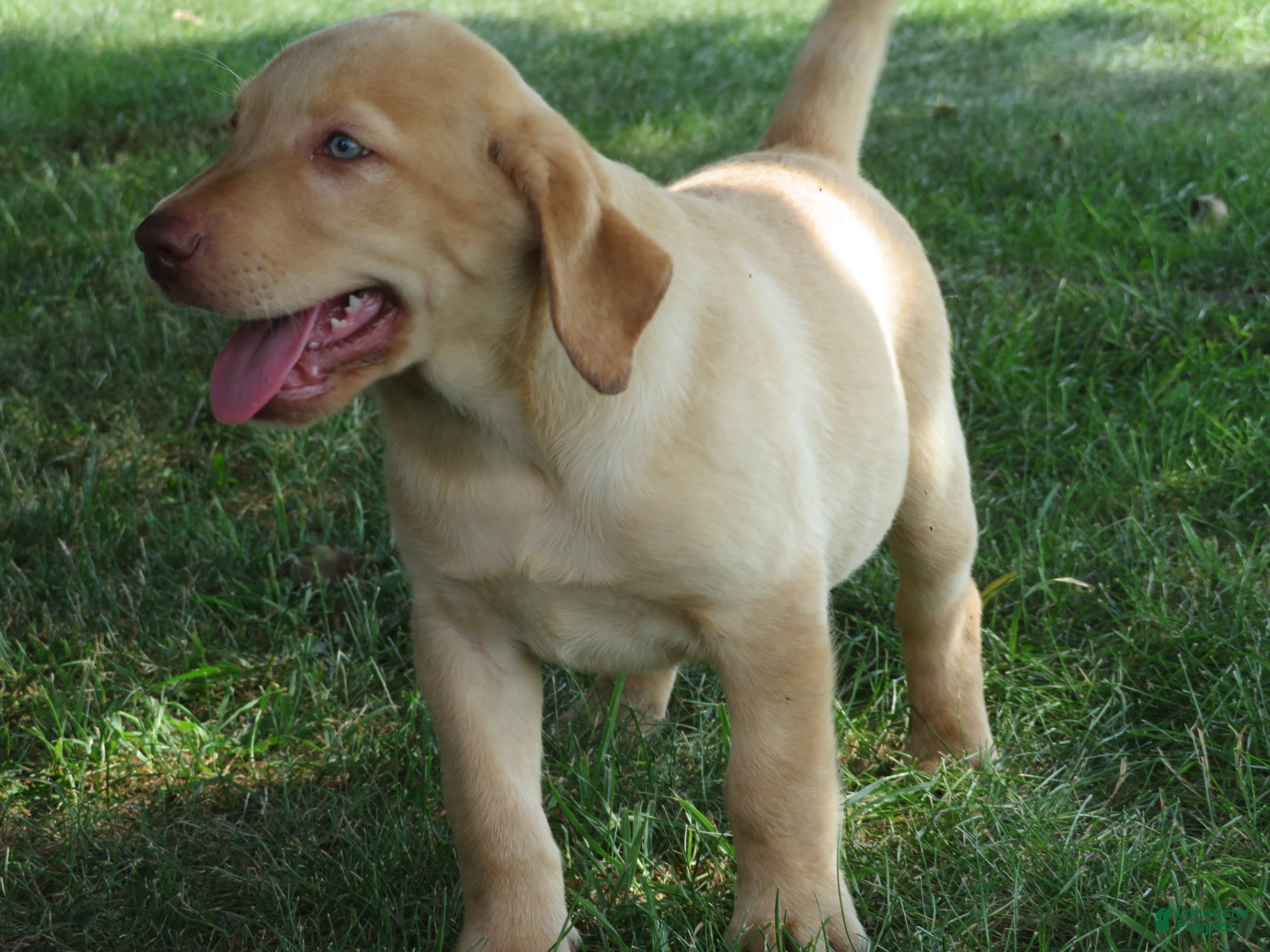 Yellow Lab Puppies Pedigree Labrador Price Miniature Labrador