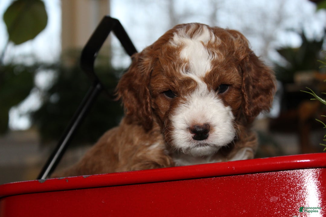 Cavapoo dogs for sale: Jolly - F1B Cavapoo Male - Ad 7