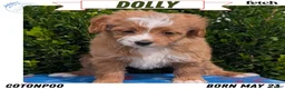 Mixed Breed dogs for sale: Dolly - Ad 1