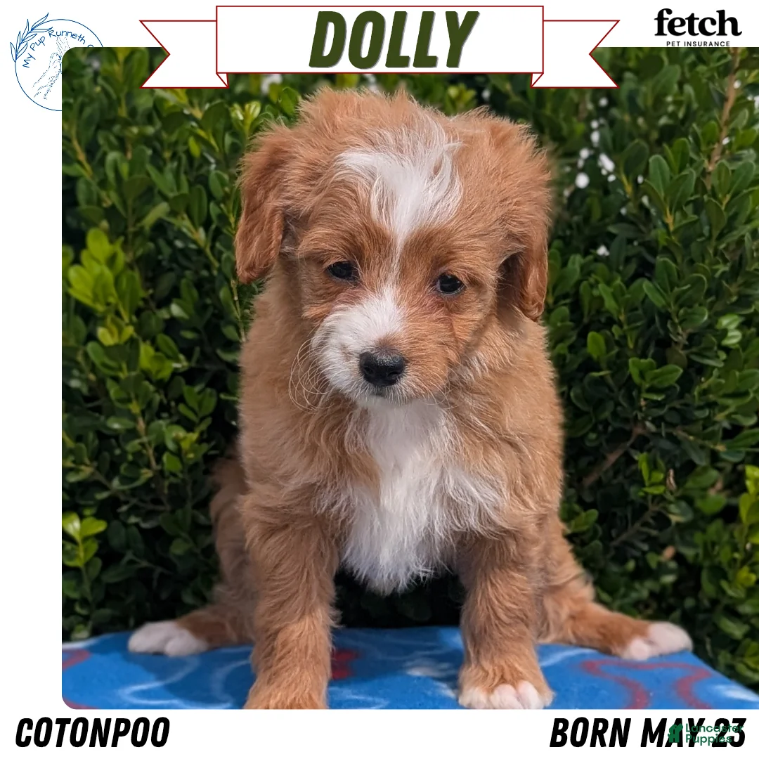 Mixed Breed dogs for sale: Dolly - Ad 1