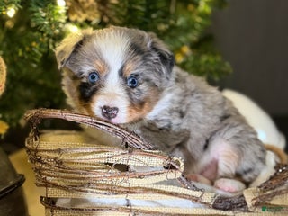 Miniature Australian Shepherd dogs Miniature Australian Shepherd Puppy GREEN - Ad 17