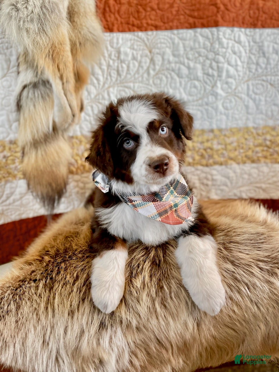 Aussiedoodle dogs Captain Hook - Ad 2