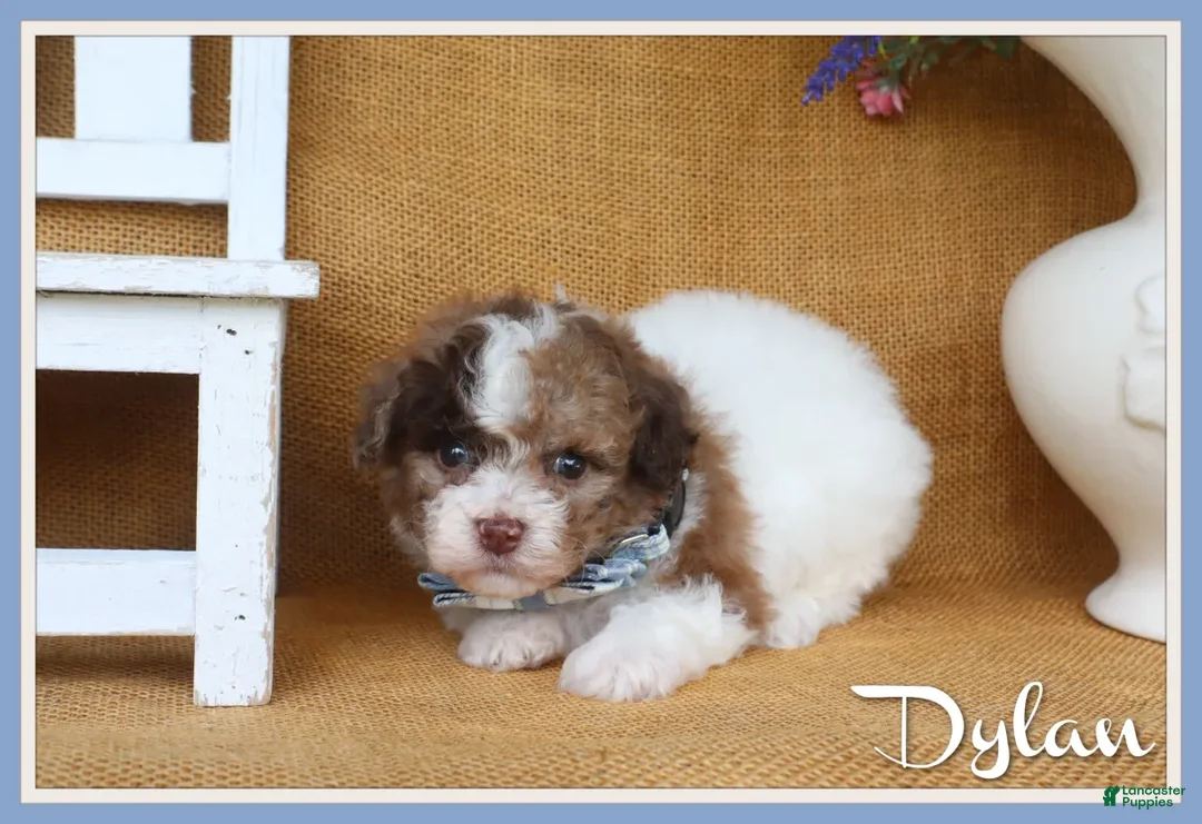 Toy Poodle dogs for sale: Dylan - Ad 1