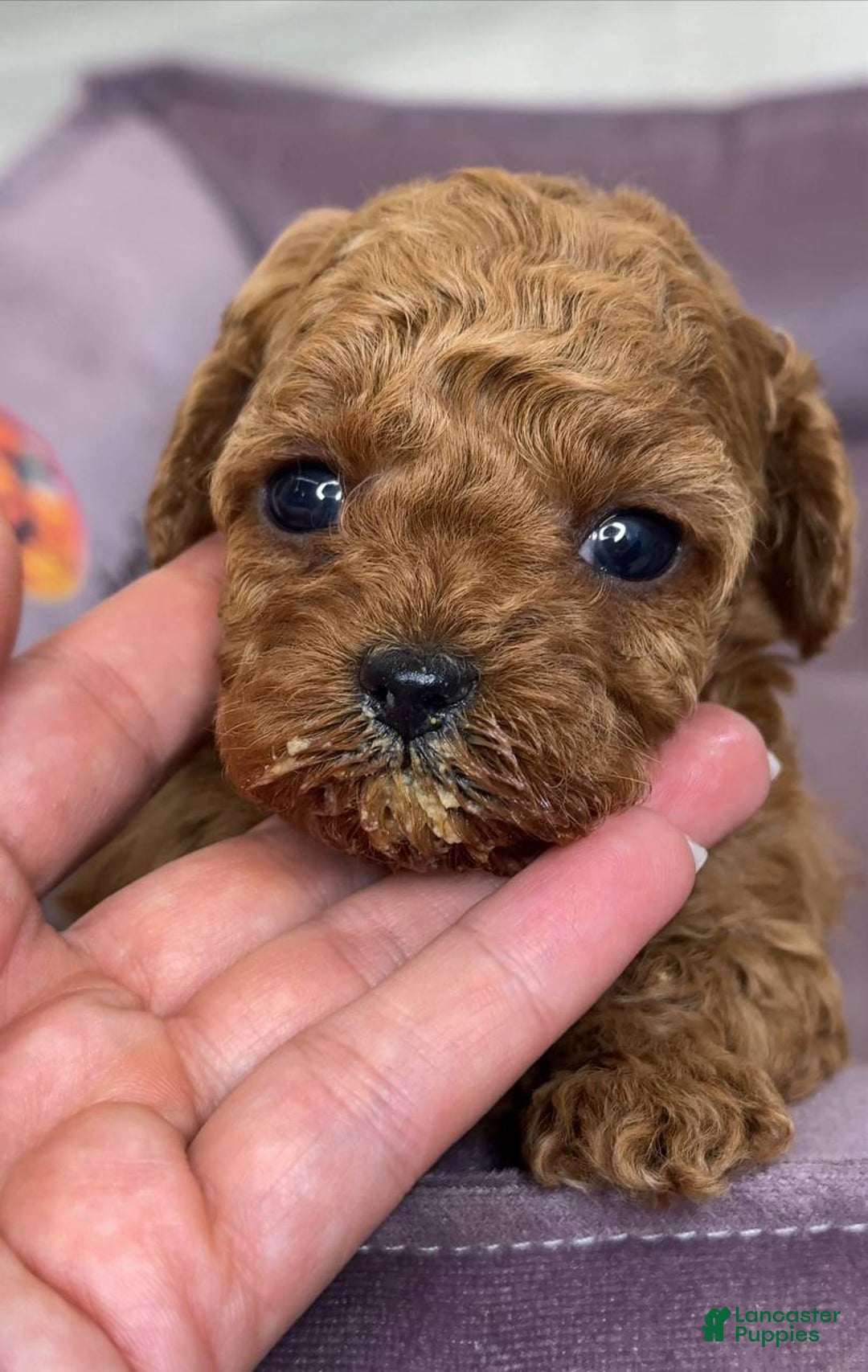 Miniature Poodle dogs for sale: Duchess - Ad 1