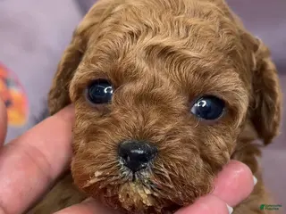 Miniature Poodle dogs Duchess - Ad 6