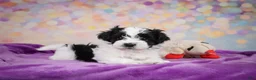 Maltipoo dogs for sale: Tyler - Ad 3