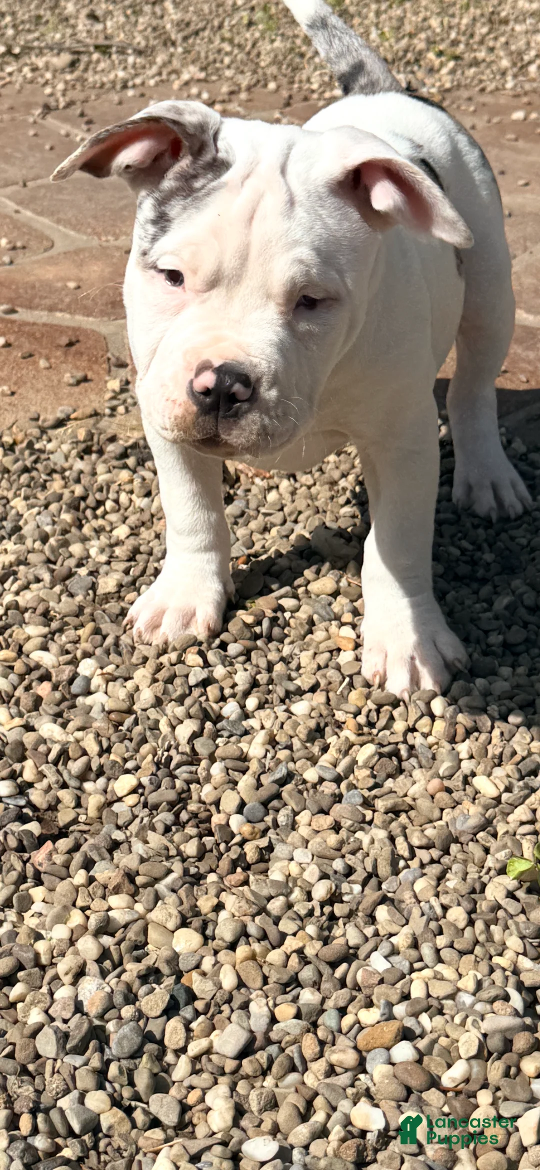 American Bully dogs for sale: Kami, pocket Bully Puppy 1 - Ad 2