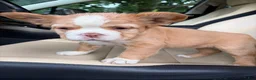 French Bulldog dogs for sale: French Bulldog 2 - Ad 5